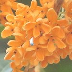 �L�����N�Z�C�̉Ԃ̉摜