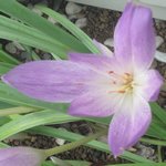 �R���`�J���̉Ԃ̉摜