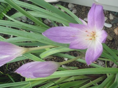 �R���`�J���̃s���N�F�̉Ԃ̉摜