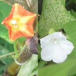 �}���o���R�E�\�E�̉Ԃ̉摜