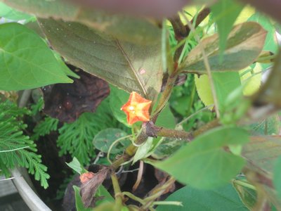 �}���o���R�E�\�E�̃I�����W�F�̉Ԃ̉摜