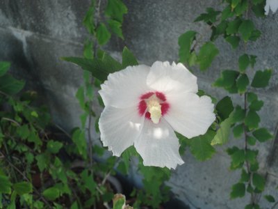 ���N�Q�̔���g�F�̉Ԃ̉摜