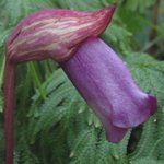 �i���o���M�Z���̉Ԃ̉摜