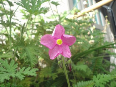 �I�L�U���X�̔Z���s���N�F�̉Ԃ̉摜