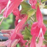 �T���r�A�̉Ԃ̉摜