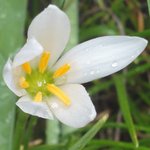 �^�}�X�_���̉Ԃ̉摜