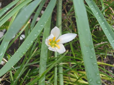 �^�}�X�_���̔����Ԃ̉摜