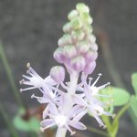 �c���{�̉Ԃ̉摜