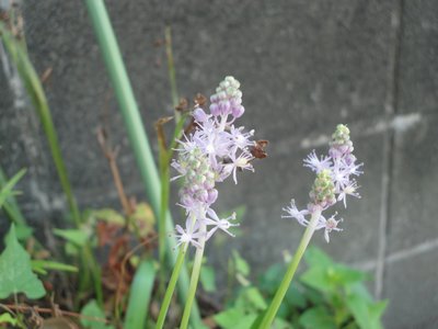 �c���{�̔��g���F�̉Ԃ̉摜