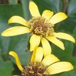 �c���u�L�̉Ԃ̉摜