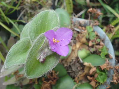 �V���Q�c���N�T�̃s���N�F�̉Ԃ̉摜