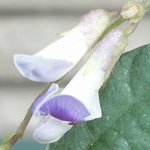 ���u�}���̉Ԃ̉摜