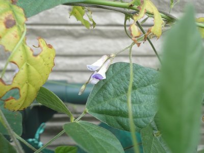 ���u�}���̔����F�Ɣ��̉Ԃ̉摜