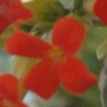 �J�����R�G�̉Ԃ̉摜