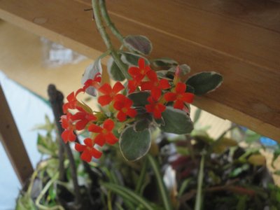 �J�����R�G�̐Ԃ��Ԃ̉摜