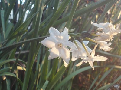 �X�C�Z���̔����Ԃ̉摜