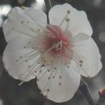 �E���̉Ԃ̉摜