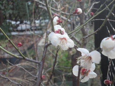 �E���̔����Ԃ̉摜