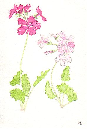 �g�F�ƒW�����F�n�ɍg�i��̃T�N���\�E�̉Ԃ̊G