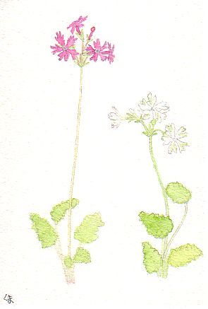 �T�N���\�E�e����x�f�i�g�F�j�ƁA�e�t�̓J�f�i���n�ɗΔ��j�̉Ԃ̊G