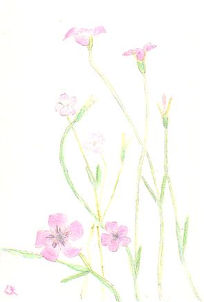 �A�O���X�e���}�̉ԁi�s���N�F�j�̊G