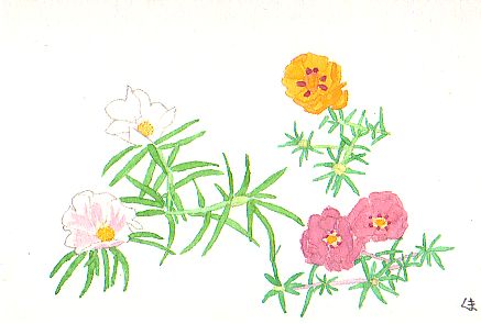 �}�c�o�{�^���̉ԁi�Z�����F�A�Z�����F�A���A���Ɠ��F�j�̊G