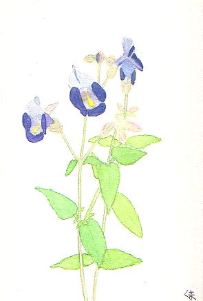 �g���j�A�̐��F�̉Ԃ̊G