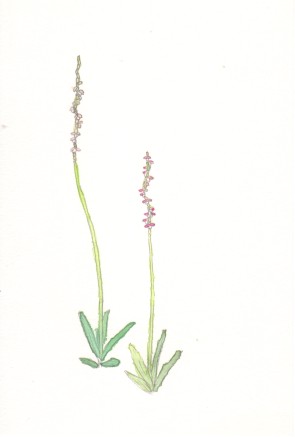 �l�W�o�i�̉Ԃ̊G