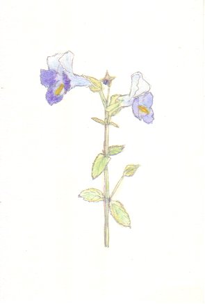 �g���j�A�̉Ԃ̊G