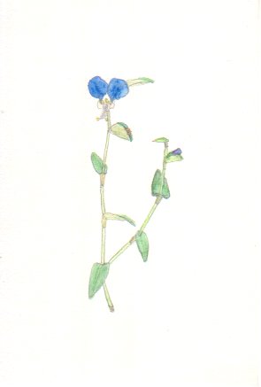 �c���N�T�̉Ԃ̊G