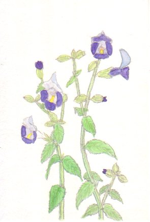 �g���j�A�̉Ԃ̊G