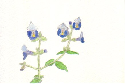 �g���j�A�̉Ԃ̊G