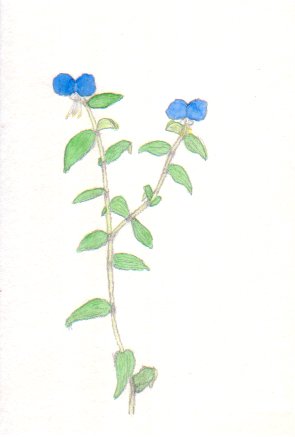 �c���N�T�̉Ԃ̊G