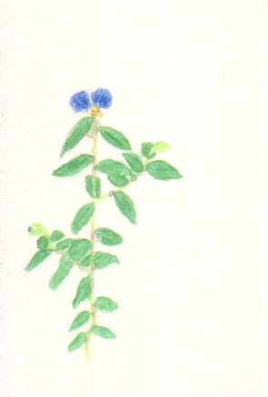 �c���N�T�̉Ԃ̊G