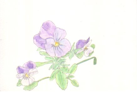 �r�I���̉Ԃ̊G