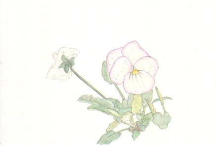 �r�I���̉Ԃ̊G