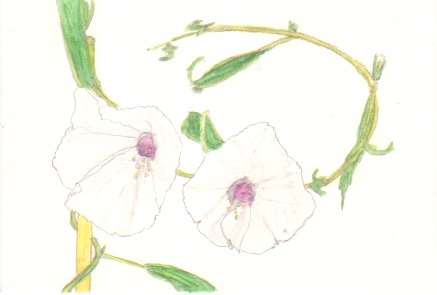 �ω��A�T�K�I�̉Ԃ̊G