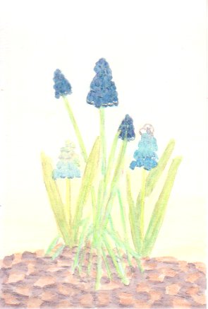 ���X�J���̉Ԃ̊G