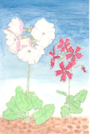 �T�N���\�E�̉Ԃ̊G