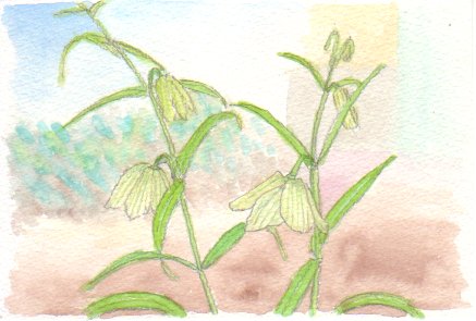 �o�C���̒W�����ΐF�̉Ԃ̊G