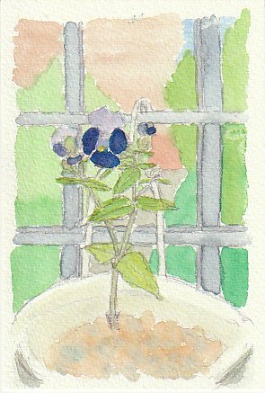 トレニアの青紫色濃淡の花の絵