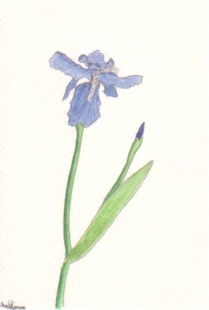 �C�`�n�c�i�����F�j�̉Ԃ̐��ʉ�