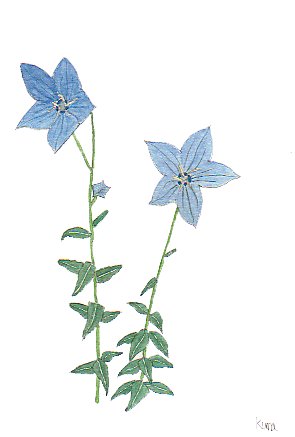 �L�L���E�̐��F�̉Ԃ̐��ʉ�