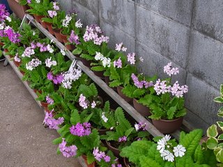 2012Ň̍̂炻̔Ả摜