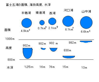 富士五湖の海抜高度、大きさを示す図