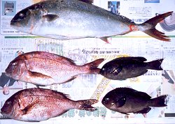 �މʂǂ����`