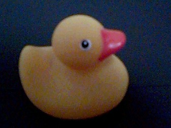 Duckie #3