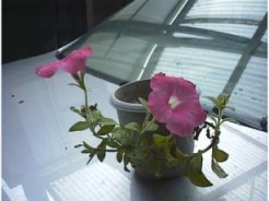 ����𓊍e������ɐV�����炫�܂���