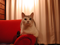 �C�����ł�