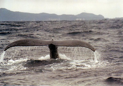 沖縄県座間味村沖の東シナ海を泳ぐザトウクジラ